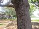 Backyard with mature trees, lush grass and accessory buildings at 1675 Se 190Th Ave, Silver Springs, FL 34488