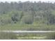 Lush wetlands view showcasing water grasses and surrounding tree line at 1675 Se 190Th Ave, Silver Springs, FL 34488