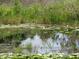 Close view of lush wetlands area with a reflection of the sky at 1675 Se 190Th Ave, Silver Springs, FL 34488