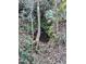 Limestone sinkhole covered in greenery in property's backyard at 4305 Sw 20Th Ave, Ocala, FL 34471