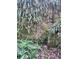 View of natural landscape with ferns, moss, and a rock wall covered in vegetation at 4305 Sw 20Th Ave, Ocala, FL 34471