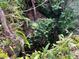 Backyard of property featuring a natural limestone sinkhole covered with foliage at 4305 Sw 20Th Ave, Ocala, FL 34471