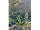 Backyard showing natural landscape with foliage and ferns set upon large rocks at 4305 Sw 20Th Ave, Ocala, FL 34471