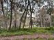 Secluded backyard with mature trees and lush greenery, offering privacy and natural beauty at 4305 Sw 20Th Ave, Ocala, FL 34471