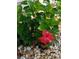 Beautiful close-up of a bright red hibiscus flower amidst lush green foliage and decorative stones at 19370 Saint Benedict Dr, Dunnellon, FL 34432