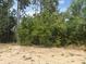 Scenic land ready for construction, showcasing beautiful trees providing shade and a peaceful atmosphere at 7637 Sw 180Th Cir, Dunnellon, FL 34432