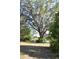 Home's expansive front yard with tree. Spanish moss adorns tree branches at 1050 E Highway 329, Citra, FL 32113