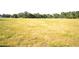 Expansive parcel of land with lush green grass and mature trees in the background at 1050 E Highway 329, Citra, FL 32113