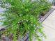 Landscaped yard featuring flowering shrubbery and decorative stone, complementing the home's exterior at 14192 Sw 112Th Cir, Dunnellon, FL 34432