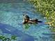 A charming waterway featuring several turtles sunning themselves on a log at 9328 Sw 192Nd Court Rd, Dunnellon, FL 34432