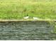 Picturesque pond scene with ducks in the water and lush green vegetation along the bank at 13921 Sw 108Th Ln, Dunnellon, FL 34432