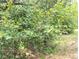Lush foliage shows vibrant plant growth and healthy landscape maintenance at 13921 Sw 108Th Ln, Dunnellon, FL 34432