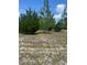 View of a treed lot ready for building a beautiful home at 1013 Nw Mandrake Dr, Dunnellon, FL 34431