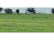 Expansive green pasture with livestock peacefully grazing under a cloudy sky at 12169 Se 172Nd Ln, Summerfield, FL 34491
