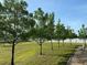 Grassy backyard with young trees neatly planted along the property line at 9923 Se 64Th Ave, Belleview, FL 34420