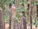 Red Shouldered Hawk perched upon a tree at 11598 Sw 74Th Ct, Ocala, FL 34476