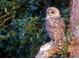 Barred Owl perched on a tree limb at 11598 Sw 74Th Ct, Ocala, FL 34476