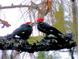 Pileated Woodpeckers perched upon a branch at 11598 Sw 74Th Ct, Ocala, FL 34476