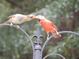 Male and female Northern Cardinals perched on a decorative fence at 11598 Sw 74Th Ct, Ocala, FL 34476