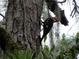 Pileated Woodpecker perched upon a tree trunk covered in moss at 11598 Sw 74Th Ct, Ocala, FL 34476