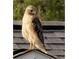 Immature Red-Shouldered Hawk perched on a rooftop at 11598 Sw 74Th Ct, Ocala, FL 34476