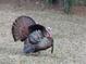 Eastern Wild Turkey in full display at 11598 Sw 74Th Ct, Ocala, FL 34476