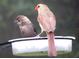 Male and female Northern Cardinals perched on a bird feeder at 11598 Sw 74Th Ct, Ocala, FL 34476