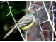 Great Crested Flycatcher perched on a thorny branch at 11598 Sw 74Th Ct, Ocala, FL 34476