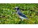 Vibrant image showcasing a Blue Jay standing amidst tall grass, captured in its natural habitat at 11598 Sw 74Th Ct, Ocala, FL 34476