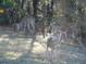 The photograph showcases deer in their natural environment, grazing peacefully among the trees and foliage at 11598 Sw 74Th Ct, Ocala, FL 34476