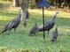 A group of wild turkeys is seen gathered together in a grassy area, foraging for food at 11598 Sw 74Th Ct, Ocala, FL 34476