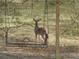 Captivating photograph of a deer standing behind a decorative metal bench swing in its natural habitat at 11598 Sw 74Th Ct, Ocala, FL 34476