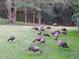 Lush lawn with a flock of turkeys grazing in the yard of this serene property at 11598 Sw 74Th Ct, Ocala, FL 34476