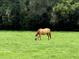A horse grazing in a lush, green pasture at 1501 Ne 97Th Street Rd, Anthony, FL 32617