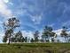Scenic view of a lush grassy field with young trees on a sunny day with cloudy blue skies at 4501 Detour Rd, Haines City, FL 33844