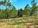 Scenic view of a grassy field with young trees on a sunny day with clear blue skies at 4501 Detour Rd, Haines City, FL 33844