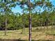 Picturesque view of a grassy field with young trees under a sunny sky, offering a serene natural setting at 4501 Detour Rd, Haines City, FL 33844