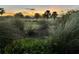 Golf course view at sunset featuring tall grasses and distant palm trees at 8566 Sw 83Rd Loop, Ocala, FL 34481