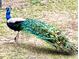 A striking peacock with vibrant blue, green, and brown feathers stands elegantly on a grassy field at 626 Ne 21St St, Ocala, FL 34470