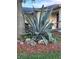 Landscaped front yard featuring a striking agave plant, enhancing curb appeal at 9706 Sw 92Nd Place Rd, Ocala, FL 34481