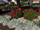 Beautifully landscaped yard featuring vibrant red and white flowers and lush greenery at 2693 Clubhouse Dr, Lake Wales, FL 33898