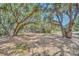 Long driveway leading to a home, shaded by large oak trees with Spanish moss at 21113 Kissimmee Shores Rd, Lake Wales, FL 33898