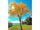 Picturesque front yard with a blossoming golden trumpet tree, lake view, and bright blue sky at 106 Lake Sears Dr, Winter Haven, FL 33880
