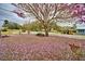 Front yard of home featuring a bench beneath a mature tree with pink blossoms blanketing the yard at 3065 E Central Ave, Bartow, FL 33830