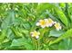 A close-up of white and yellow flowers, surrounded by lush green leaves, evokes tropical serenity at 1475 S Lake Howard Dr, Winter Haven, FL 33880