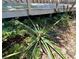 Close-up of lush plantings near the wooden deck add greenery and natural beauty to the outdoor space at 407 Paradise Island Dr, Haines City, FL 33844