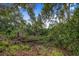 View of a densely wooded area with lush greenery, and tall trees at 508 Starr Ridge Dr, Lake Wales, FL 33898