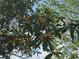 Close-up of a loquat tree with ripe, yellow fruits against a blue sky backdrop at 6107 Grand Oaks Se Dr, Winter Haven, FL 33884