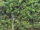 Lush greenery and a decorative owl statue amidst the bushes, adding character to the landscape at 6107 Grand Oaks Se Dr, Winter Haven, FL 33884