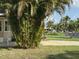 Picturesque neighborhood with lush palm trees, manicured lawns, and charming homes at 6107 Grand Oaks Se Dr, Winter Haven, FL 33884
